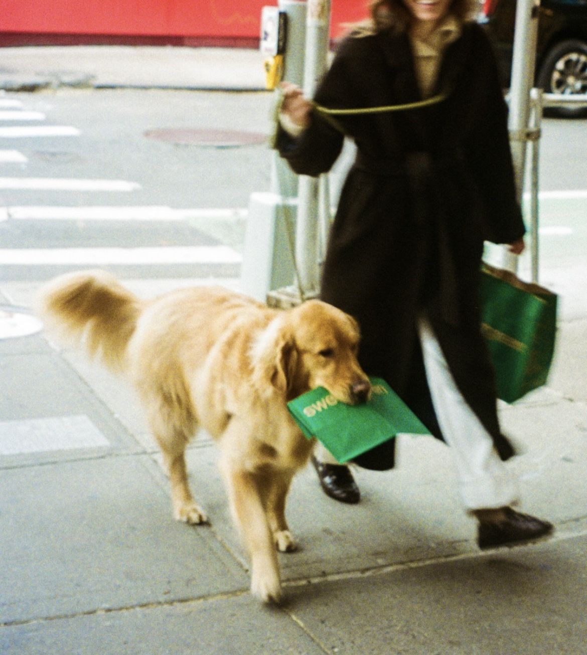 A dog carrying a bag on a city walk